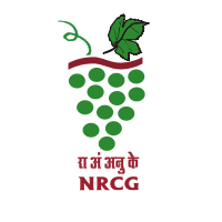 ICAR NRCG Recruitment